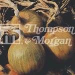 Thompson and Morgan Onion - Santero F1 Hybrid