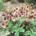 Thompson and Morgan Strawberry - Woodland