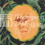 Thompson and Morgan Melon - Orange Sherbert F1 Hybrid