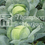 Thompson and Morgan Cabbage - Attraction F1 Hybrid