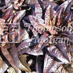 Thompson and Morgan Heritage Lettuce - Relic