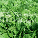 Thompson and Morgan Spinach - Apollo F1 Hybrid