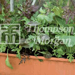 Thompson and Morgan Salad Leaves - Winter Greens (Goodlife Mixed)