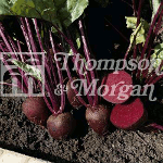 Thompson and Morgan Beetroot - Pablo F1 Hybrid