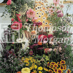 Seeds for Kids - Butteryfly Mixture