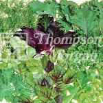 Seeds for Kids - Salad Leaves Niche Mixed