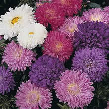 Thompson and Morgan Aster chinensis Milady Mixed Seeds