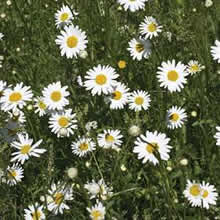 Thompson and Morgan Leucanthemum vuigare (Ox-Eye Daisy) Seeds