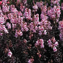 Thompson and Morgan Antirrhinum majus nanum Bronze Dragon Seeds