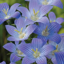 Chamomile