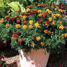 Marigold Seeds