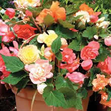 Begonia Seeds
