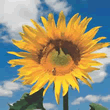 Thompson and Morgan Mongolian Giant Sunflower Seeds