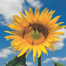Thompson and Morgan Mongolian Giant Sunflower Seeds