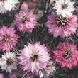 Thompson and Morgan Nigella damascena Mulberry Rose Seeds