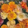 Thompson and Morgan Eschscholzia caespitosa Mission Bells Mixed Seeds