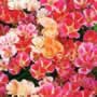 Thompson and Morgan Godetia grandiflora Improved Dwarf Mixed Seeds