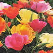 Thompson and Morgan Eschscholzia caespitosa Monarch Mixed Seeds