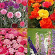 Thompson and Morgan Easy Annuals Collection Seeds