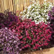 Thompson and Morgan Lobelia erinus compacta String of Pearls Seeds
