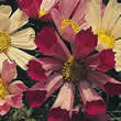 Thompson and Morgan Cosmos bipinnatus Sea Shells Seeds