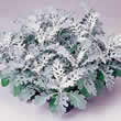 Thompson and Morgan Senecio cineraria Silver Dust Seeds
