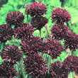 Thompson and Morgan Centaurea (Cornflower) cyanus Black Ball Seeds