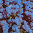 Thompson and Morgan Ageratum houstonianum Blue Mink Seeds