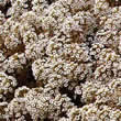 Thompson and Morgan Alyssum maritima procumbens Carpet Of Snow Seeds