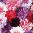 Thompson and Morgan Centaurea (Cornflower) Cyanus Polka Dot Seeds