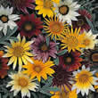 Thompson and Morgan Gazania hybrida Talent Mixed Seeds