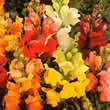 Thompson and Morgan Antirrhinum nanum Dwarf Bedding Mixed Seeds