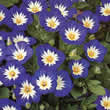 Thompson and Morgan Convolvulus tricolor Ensign Series Blue Seeds