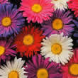 Thompson and Morgan Aster Giant Single Andrella Seeds