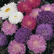 Thompson and Morgan Aster chinensis Milady Mixed Seeds