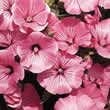 Thompson and Morgan Lavatera trimestris Silver Cup Seeds