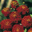 Thompson and Morgan Tagetes patula Scarlet Sophie Seeds
