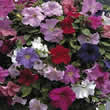 Thompson and Morgan Petunia x hybrida Super Cascade Improved F1 Seeds