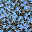 Thompson and Morgan Lobelia erinus compacta Cambridge Blue Seeds