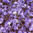 Thompson and Morgan Lobelia pendula Blue Cascade Seeds