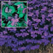 T&Ms Lobelia erinus compacta Crystal Palace Compacta Seeds