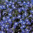 Thompson and Morgan Lobelia erinus compacta Mrs Clibran Improved Seeds