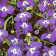 Thompson and Morgan Lobelia pendula Sapphire Seeds