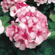 Thompson and Morgan Pelargonium zonale Maverick Star F2 Seeds