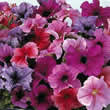 Thompson and Morgan Petunia x hybrida Daddy Mixed F1 Seeds