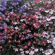 Thompson and Morgan Lobelia pendula Cascade Mixed Seeds