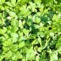Thompson & Morgan Cress : Greek Seeds