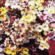 Thompson and Morgan Nemesia strumosa Carnival Mixed Seeds