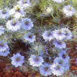 Thompson and Morgan Nigella damascena Miss Jekyll Seeds
