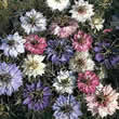 Thompson and Morgan Nigella damascena Persian Jewels Seeds
